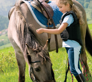 horse-jj15